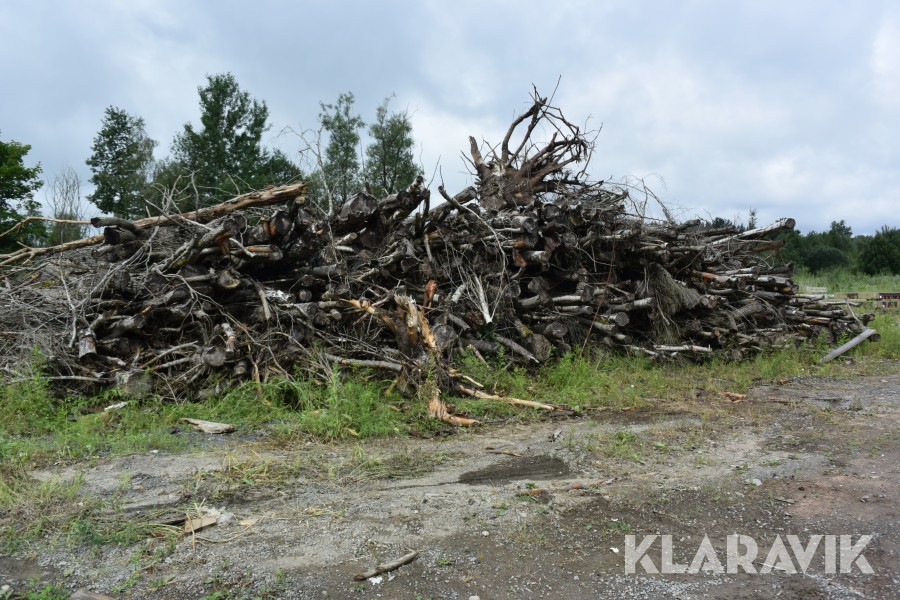 Rishög med stock Lövträ för bortforsling eller flisning på plats