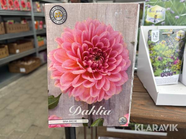 Dahlior Rina Bredie 30 st