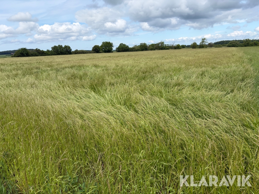 Gräs på rot 2.5 HA