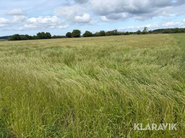 Gräs på rot 2.5 HA