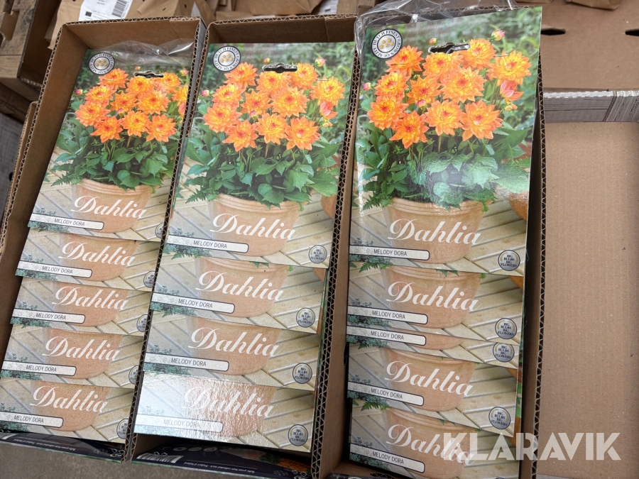 Dahlior Melody Dora 30st