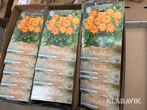Dahlior Melody Dora 30st