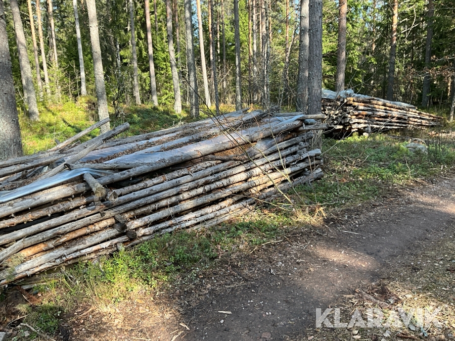 Gärdsgårdsstörar ca 300 st