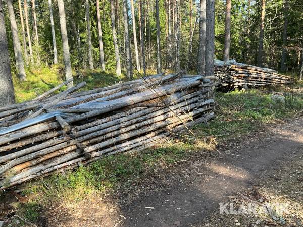 Gärdsgårdsstörar ca 300 st