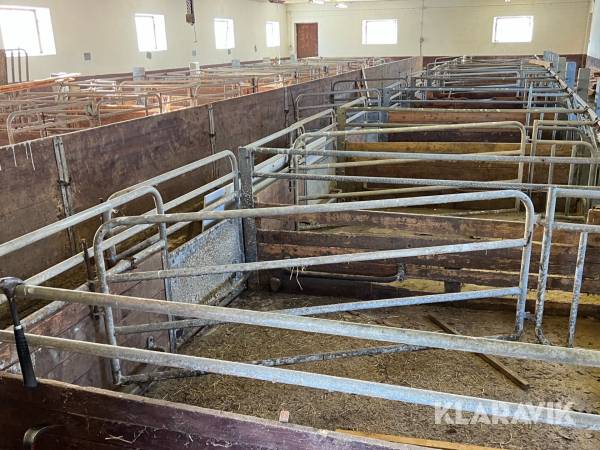 Parti med grisboxar och foderautomater