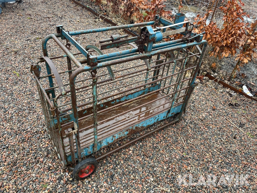 Grisvåg / lammvåg  