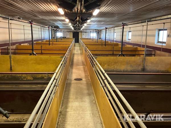 Inredning för grisar 28 boxar