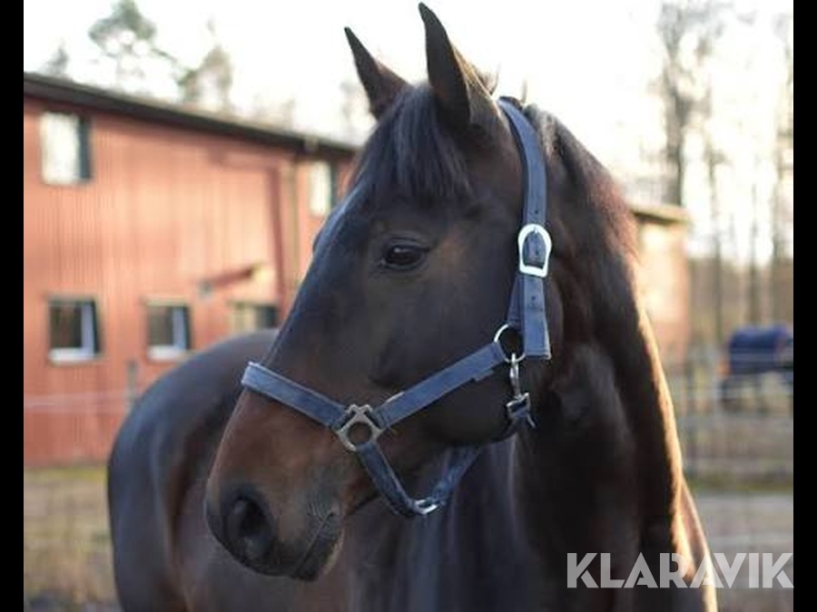 Ridupplevelse i skogen