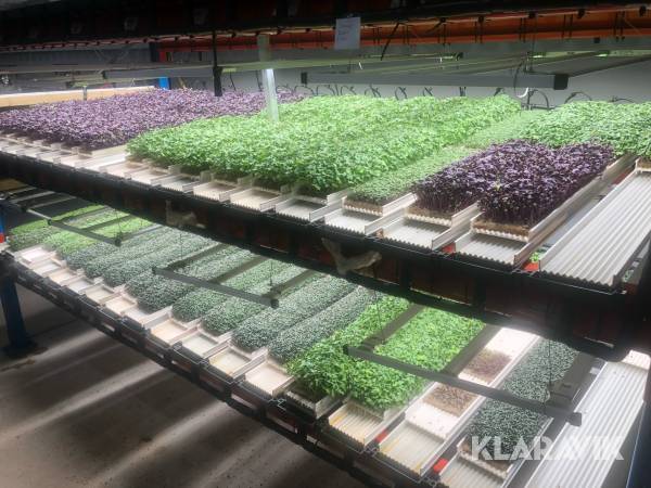 Komplett odling för microgrönt Nordamark System